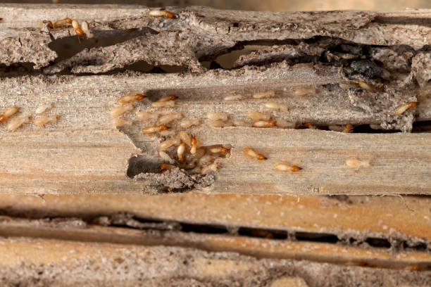 Best Pest Control Near Me  in North Westport, MA